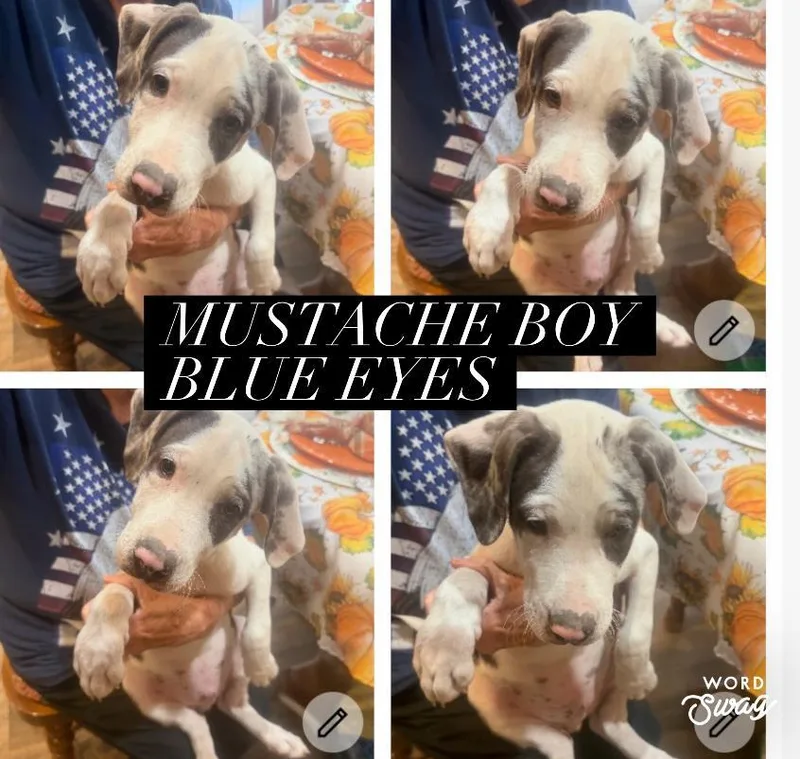 A young medium-sized male Tricolor (Brown, Black, & White) Catahoula Leopard Dog dog named Mustache Catahoula Boy for adoption in canyon lake, TX