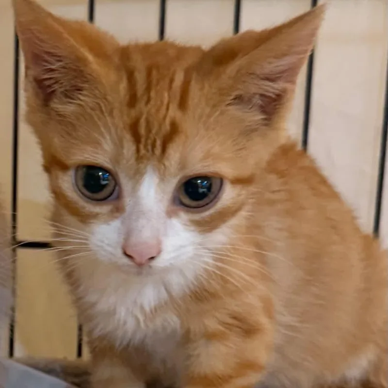 A baby small-sized female Orange / Red Domestic Short Hair cat named Bibi for adoption in Long Island City, NY