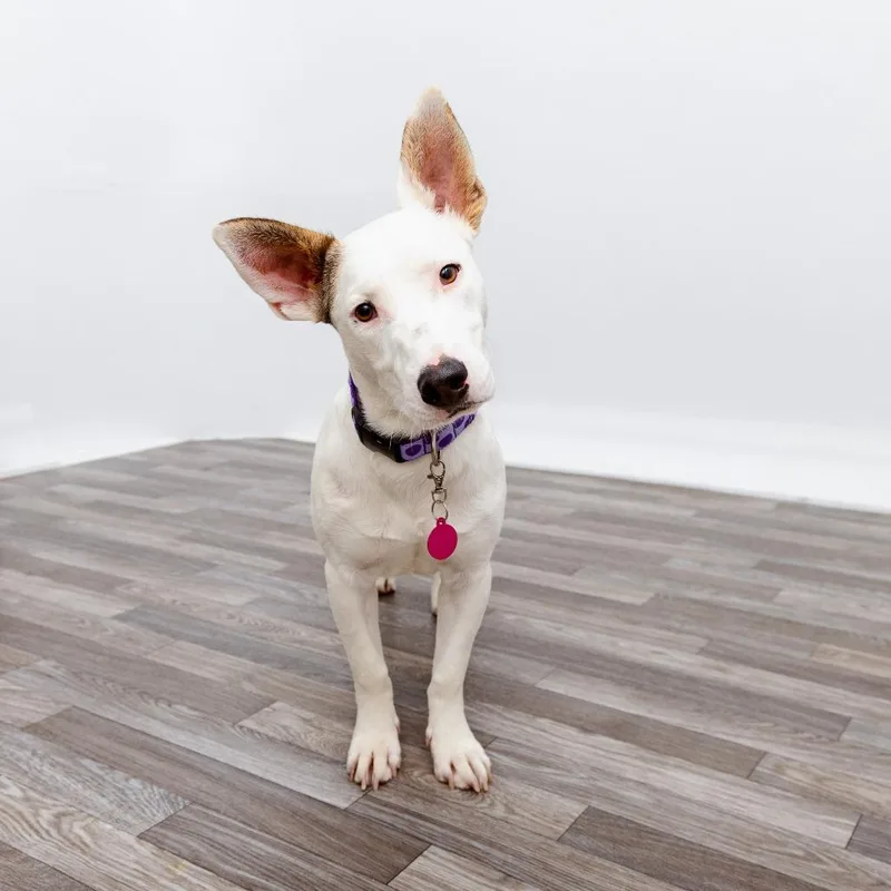 A young medium-sized male Bull Terrier dog named Redken for adoption in Los Angeles, CA