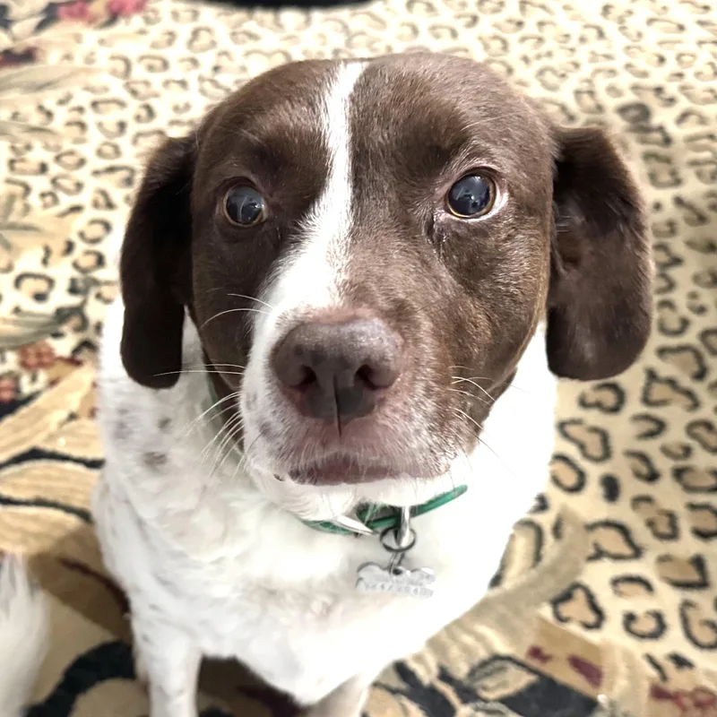 An adult medium-sized male Brown / Chocolate Beagle dog named Spencer s for adoption in Sequatchie, TN