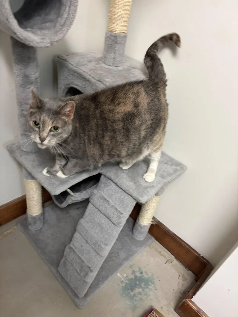 A senior large-sized female Domestic Short Hair cat named Princess Pudge for adoption in Grand Forks, ND