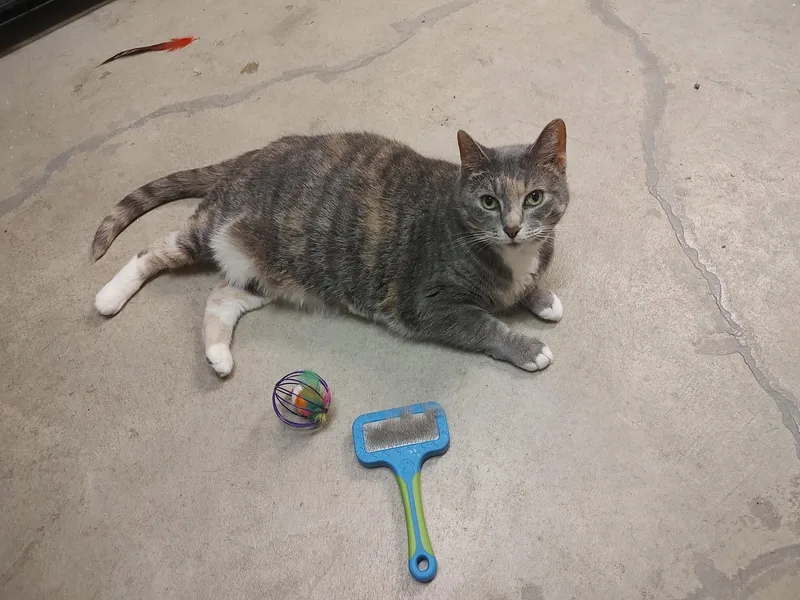 Princess Pudge thumbnail 2