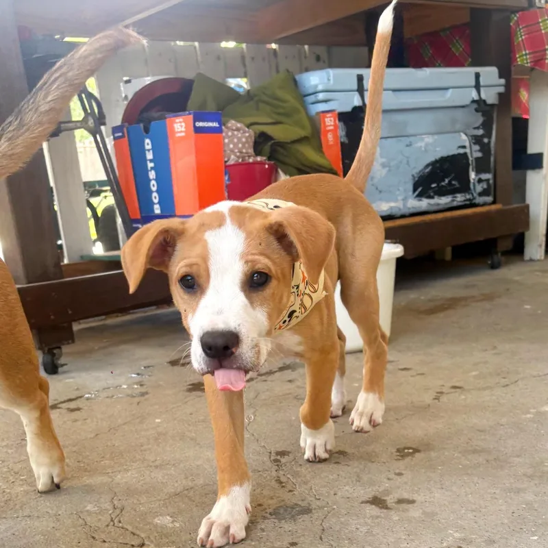 Freddie Mercury thumbnail 5