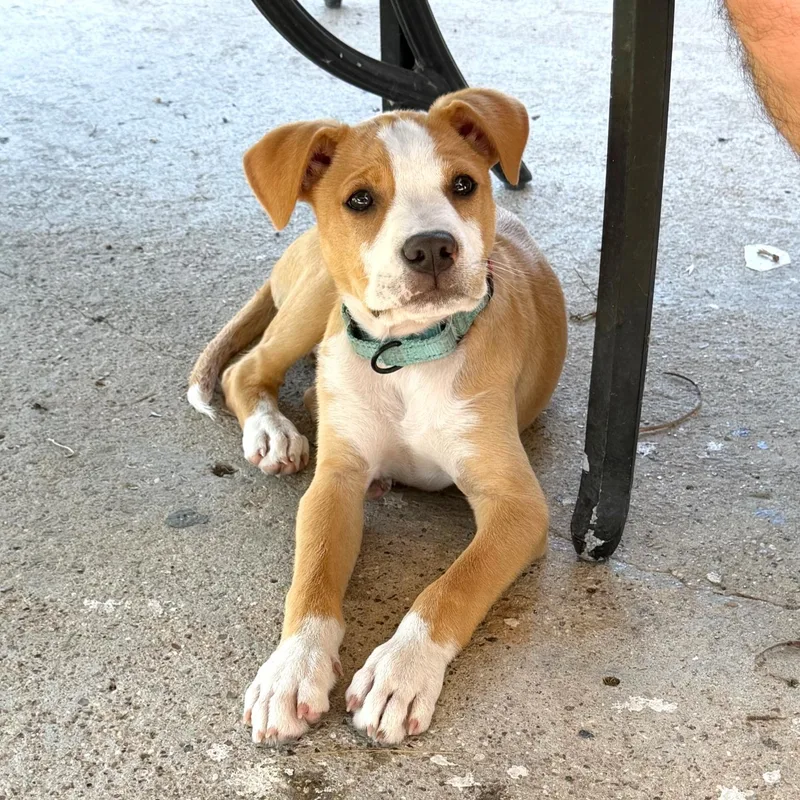 Freddie Mercury thumbnail 6