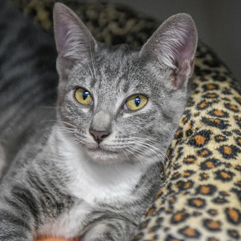 An adult medium-sized female Gray / Blue / Silver Domestic Short Hair cat named Cloud for adoption in Redwood City, CA