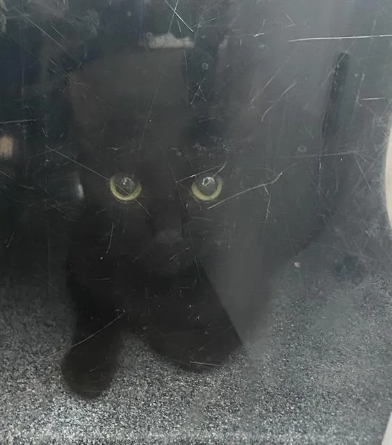 A young medium-sized female Domestic Short Hair cat named Beldam for adoption in Dallas, TX