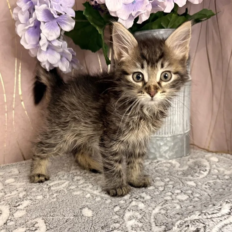 A baby small-sized female Tabby (Gray / Blue / Silver) Domestic Short Hair cat named Scone for adoption in Long Beach, MS