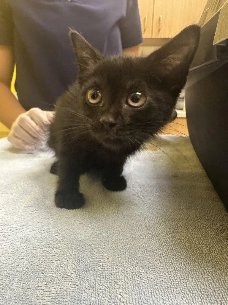 A baby small-sized female Black Domestic Short Hair cat named Cambria for adoption in Raleigh, NC