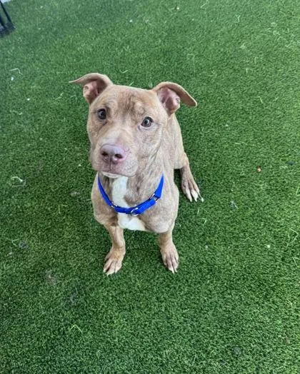 An adult medium-sized male Mixed Breed dog named Tyrion for adoption in West Chester, PA