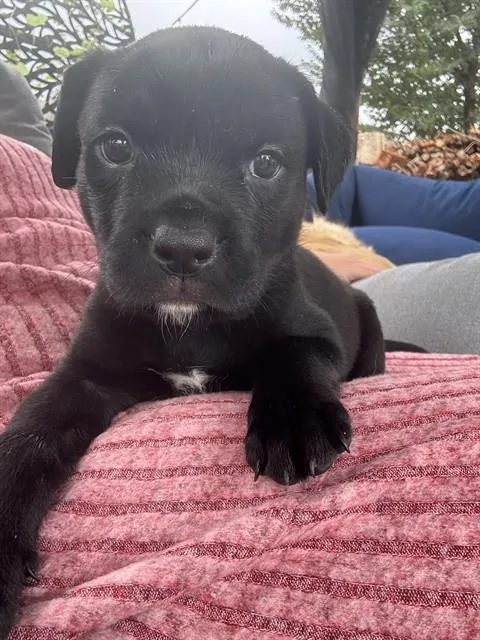 Molly