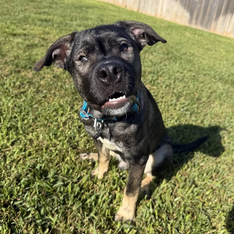 Odin
