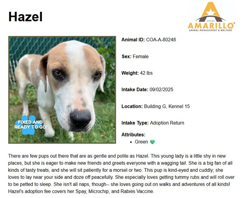 An adult medium-sized female Bicolor Hound dog named Hazel for adoption in Amarillo, TX