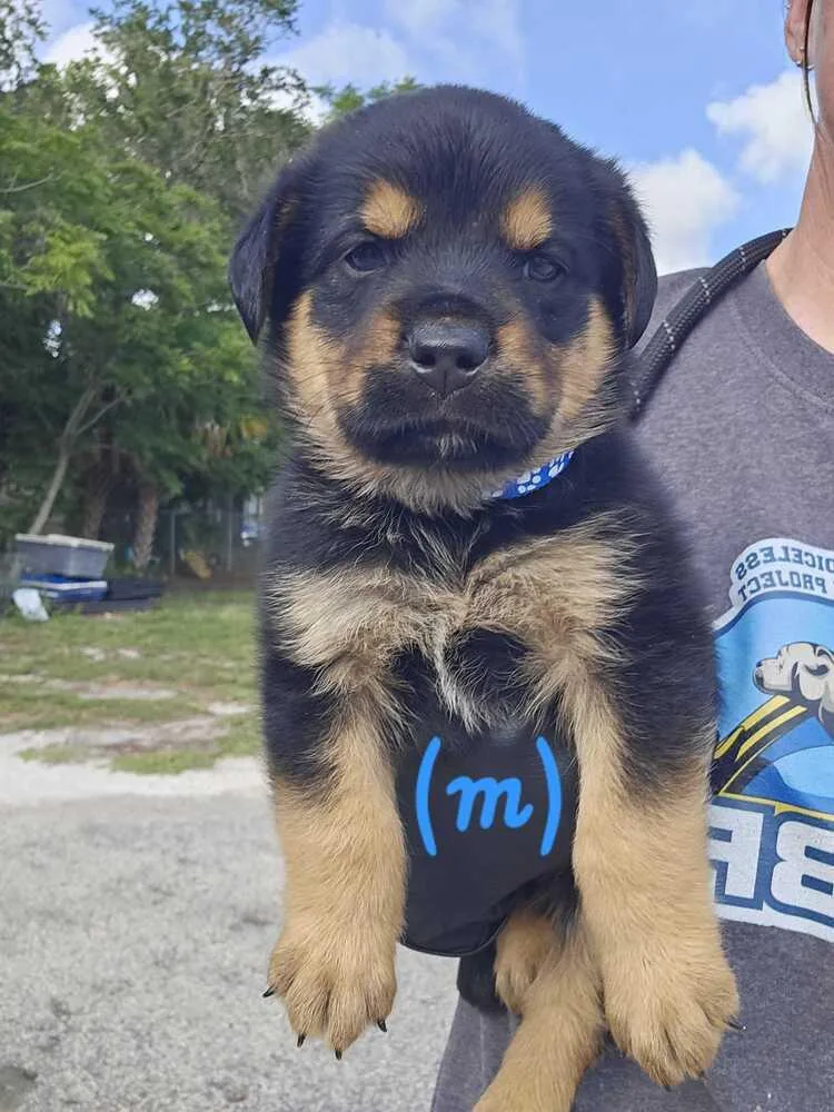 A baby small-sized male Tricolor (Brown, Black, & White) Rottweiler dog named Magna for adoption in Lakeland, FL
