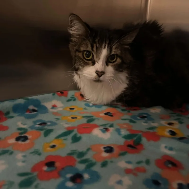 An adult medium-sized female Domestic Long Hair cat named Styles for adoption in Truth or Consequences , NM