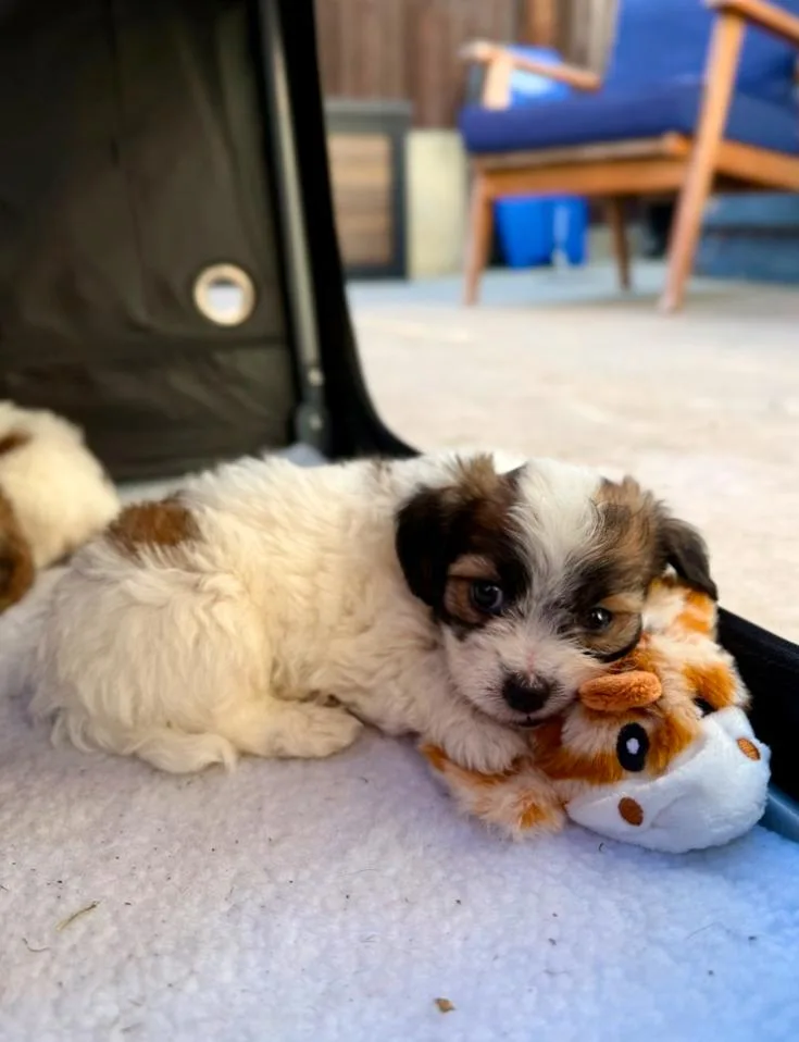 A baby small-sized male White / Cream Miniature Poodle dog named Finn for adoption in Los Angeles, CA
