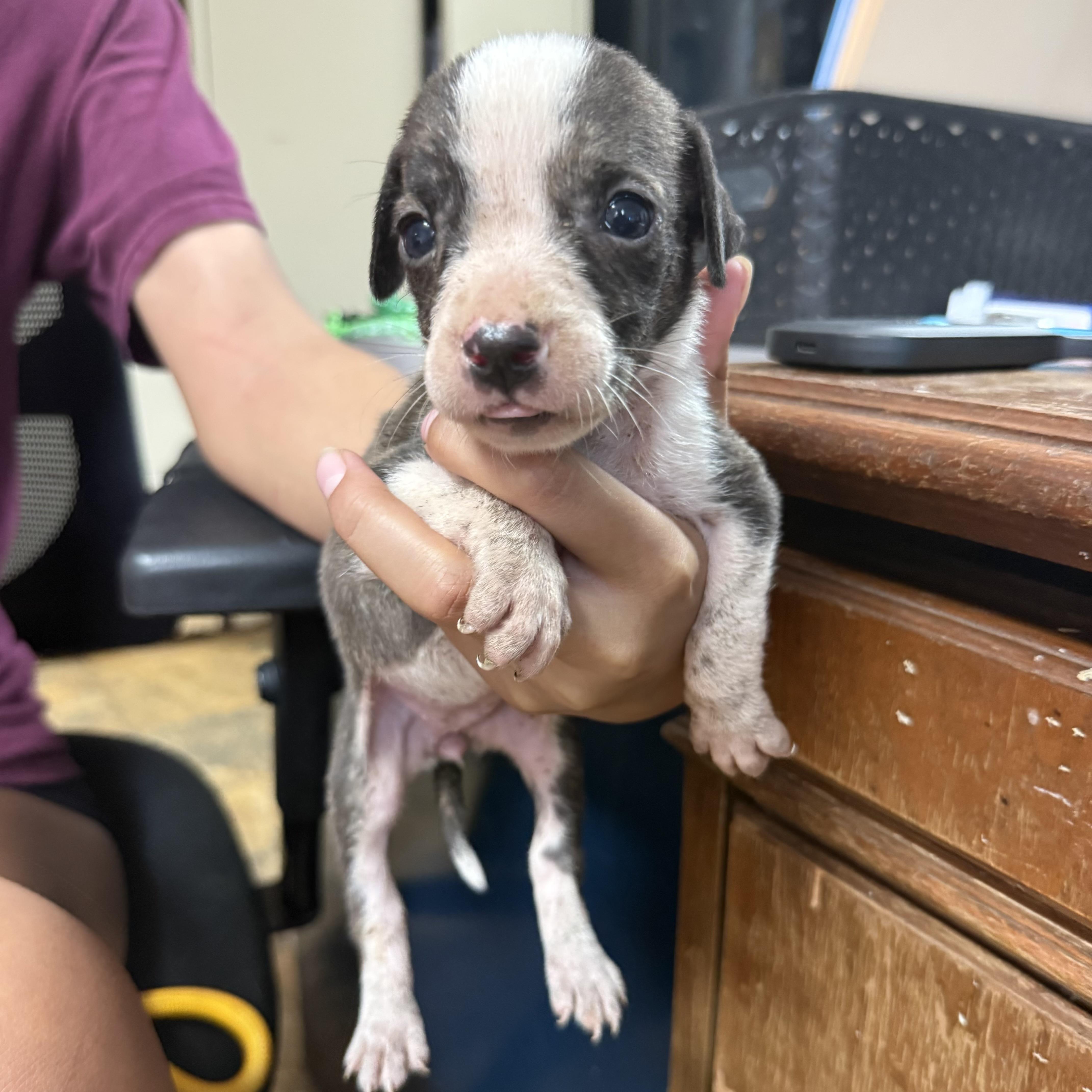A baby medium-sized female Brindle Pit Bull Terrier dog named Marlin Monroe for adoption in Columbia, SC