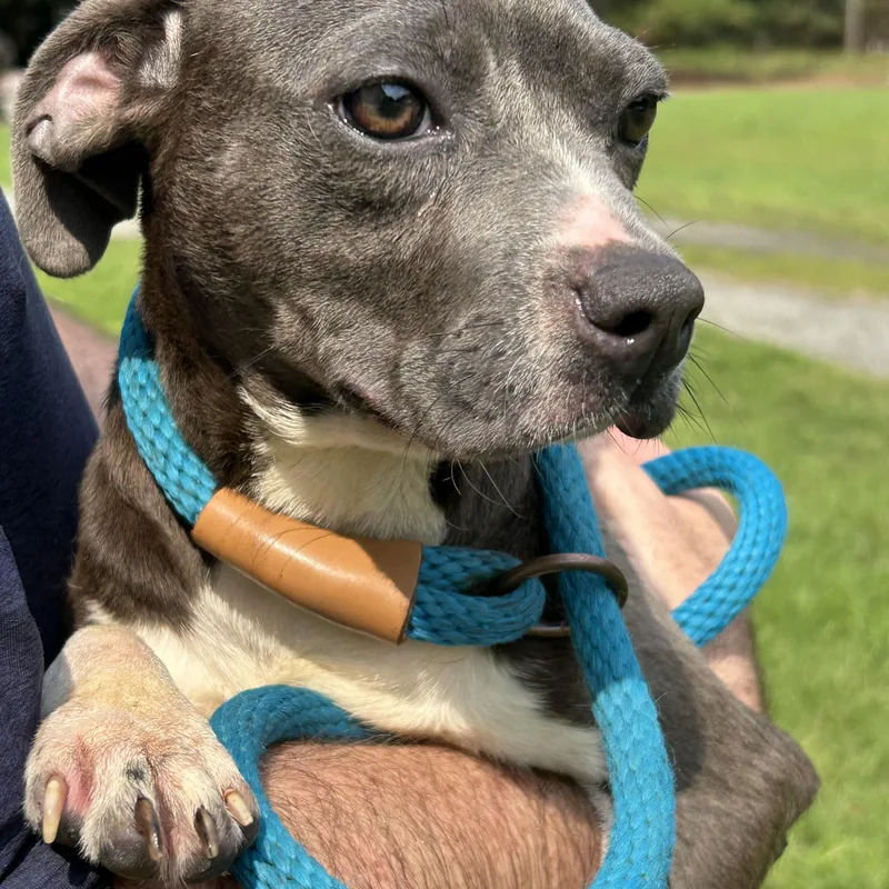 An adult small-sized female Gray / Blue / Silver Chihuahua dog named Mary Puppins for adoption in Charles City, VA