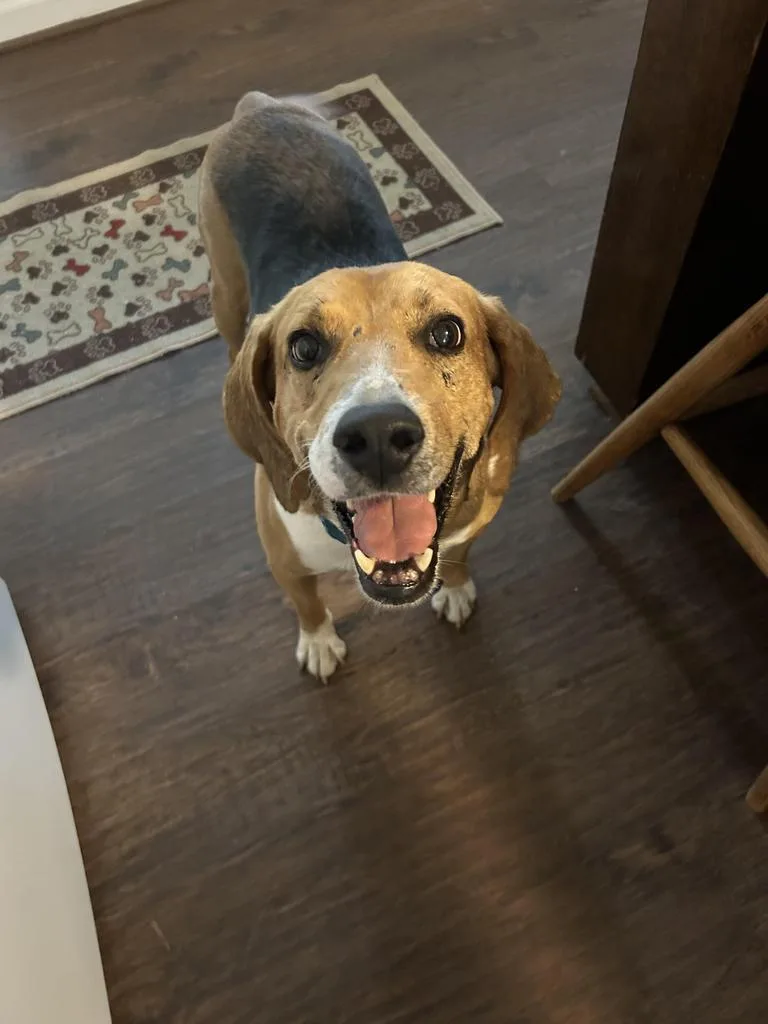 An adult medium-sized male Mixed Breed dog named Leo for adoption in Florence, SC