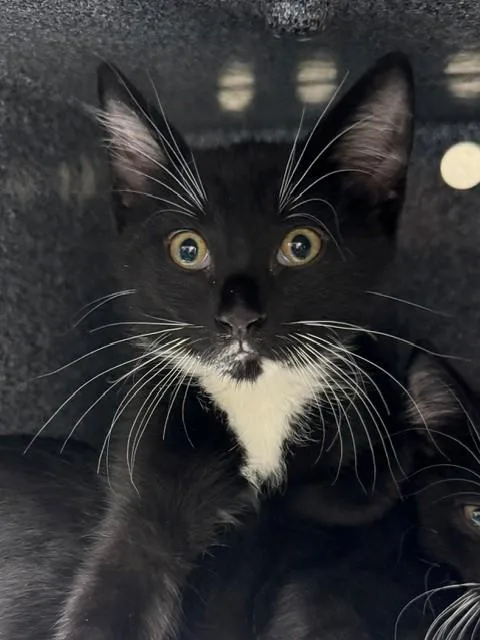 A baby small-sized female Domestic Short Hair cat named Dora for adoption in Naples, FL