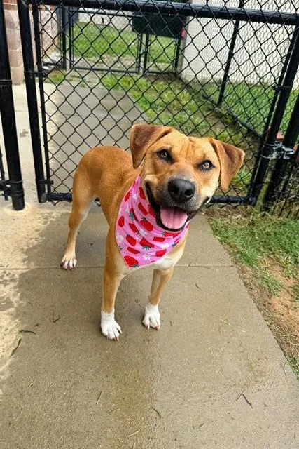 A young medium-sized female Boxer dog named Mia for adoption in Haw River, NC
