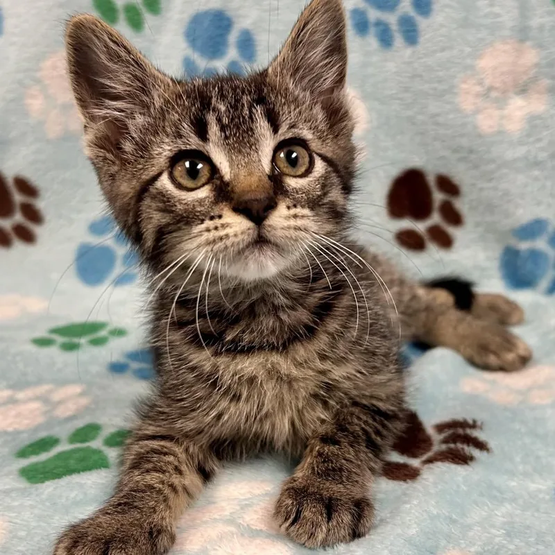 A baby small-sized male Brown / Chocolate Domestic Short Hair cat named Zack Taylor for adoption in St Joseph, MO