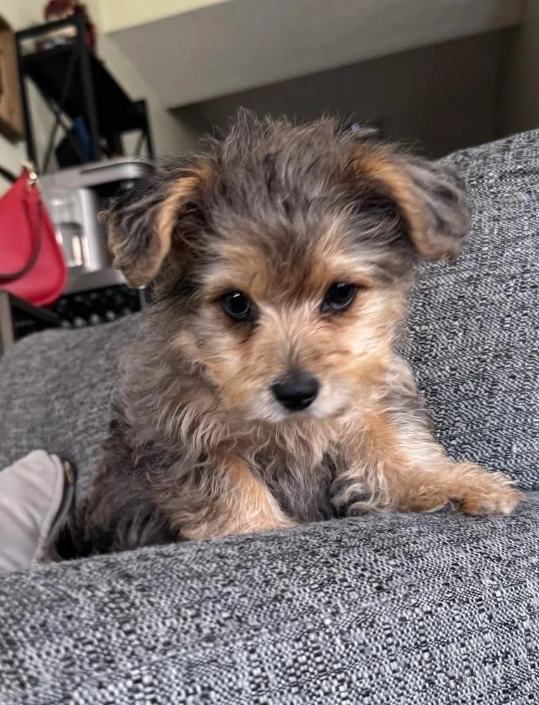 A baby small-sized female Brown / Chocolate Yorkshire Terrier dog named Posy for adoption in New Albany, OH