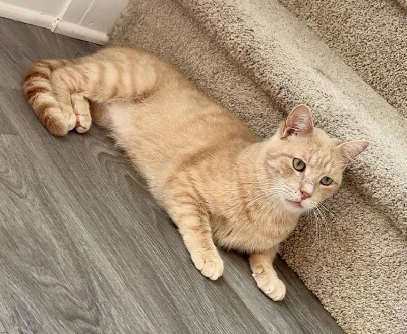 A senior medium-sized male Orange / Red Domestic Short Hair cat named Georgie for adoption in BLACK MOUNTAIN, NC