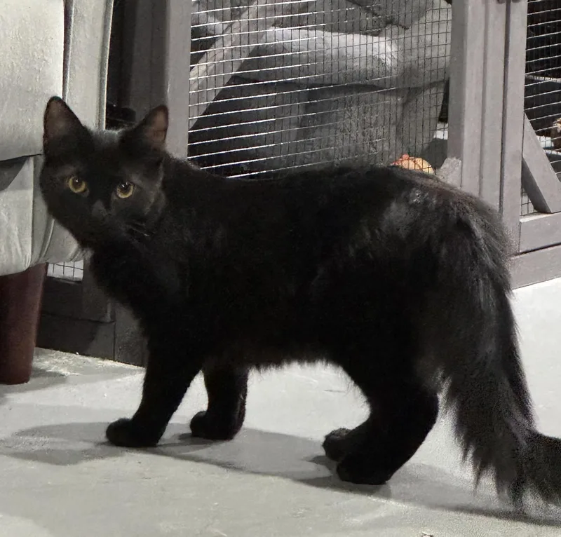 A young medium-sized female Black Domestic Medium Hair cat named Lunar for adoption in Stewartsville, NJ