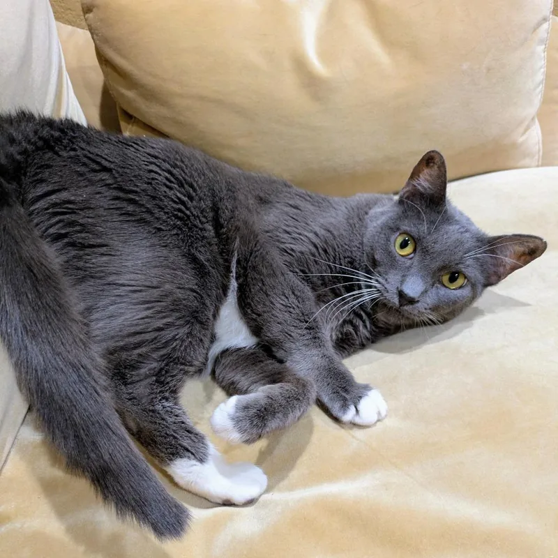 An adult large-sized female Gray / Blue / Silver Domestic Short Hair cat named Stormy for adoption in Las Vegas, NV
