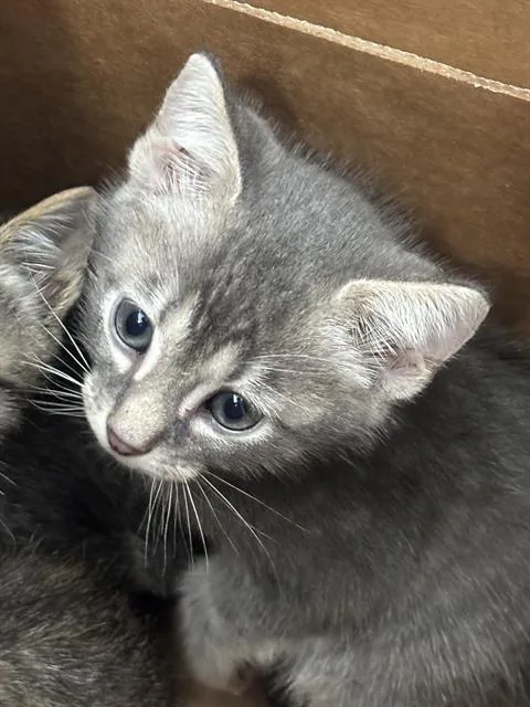 A baby medium-sized male Domestic Short Hair cat named Zuki for adoption in Dallas, TX
