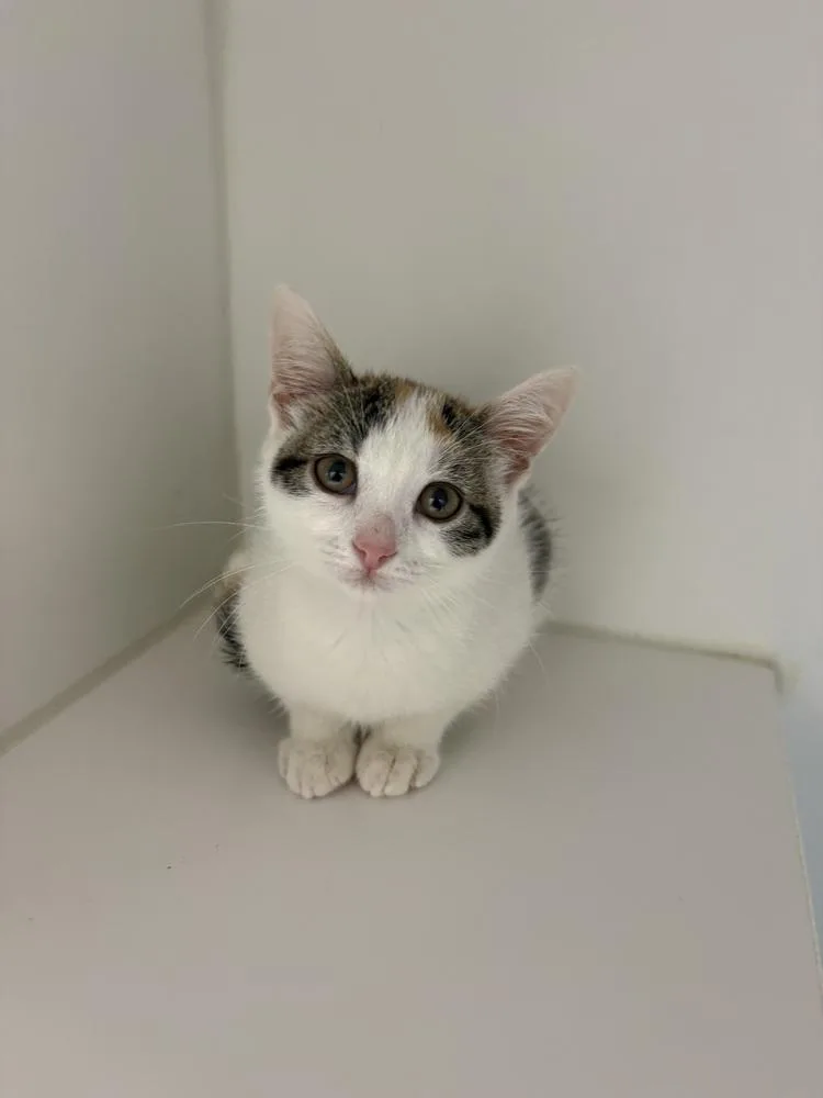 A baby small-sized female Orange & White Domestic Short Hair cat named Ethel for adoption in Rochester, IN