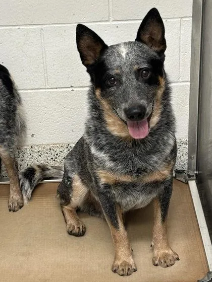 An adult medium-sized male Mixed Breed dog named Bennie for adoption in Atlanta, GA