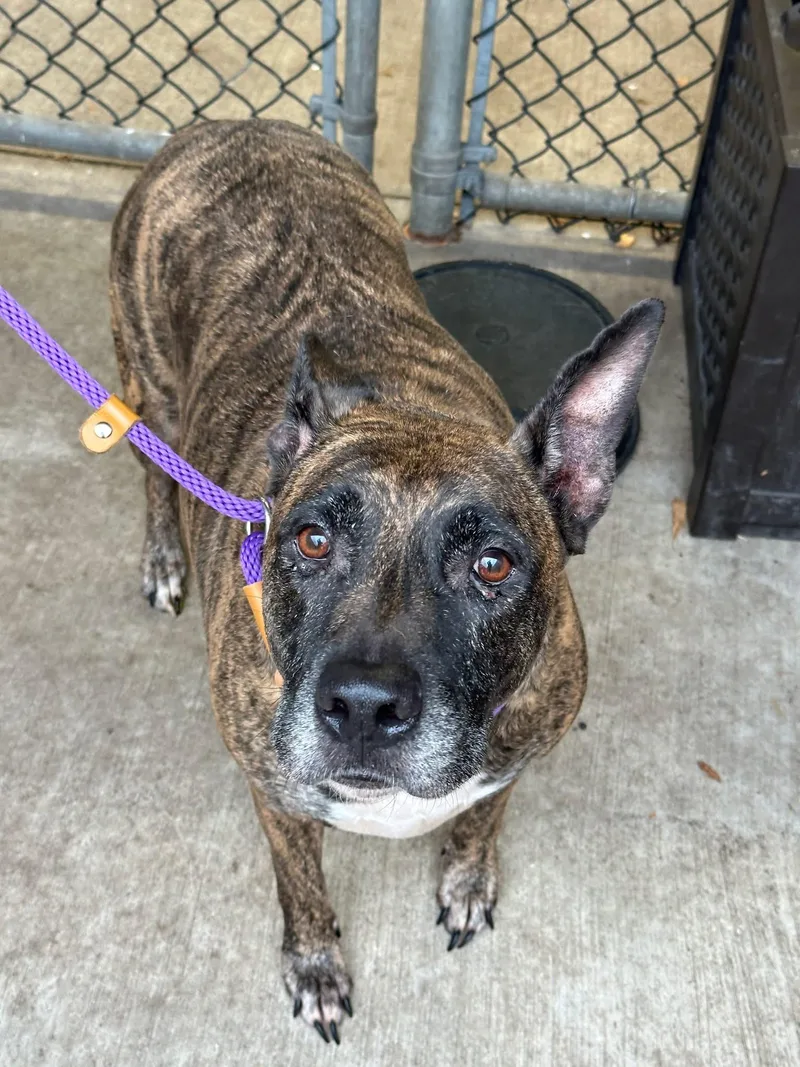 An adult medium-sized female Brindle Pit Bull Terrier dog named Hazeltine for adoption in Chicago, IL