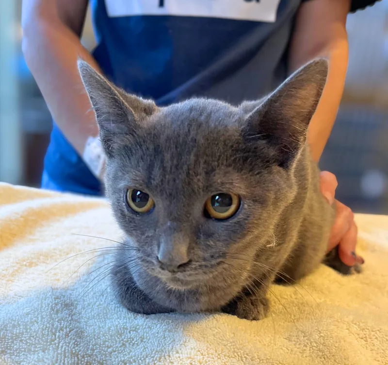 A baby medium-sized male Gray / Blue / Silver Domestic Short Hair cat named Fuji for adoption in Seville, OH