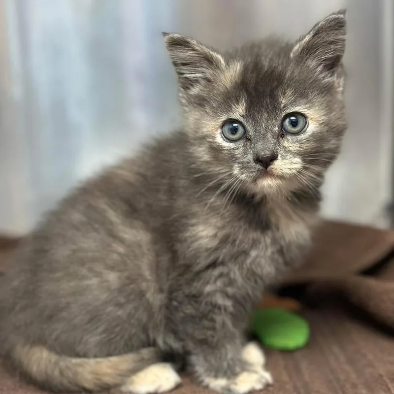 A baby medium-sized female Dilute Tortoiseshell Domestic Short Hair cat named Princess Snowfire for adoption in Roanoke, VA