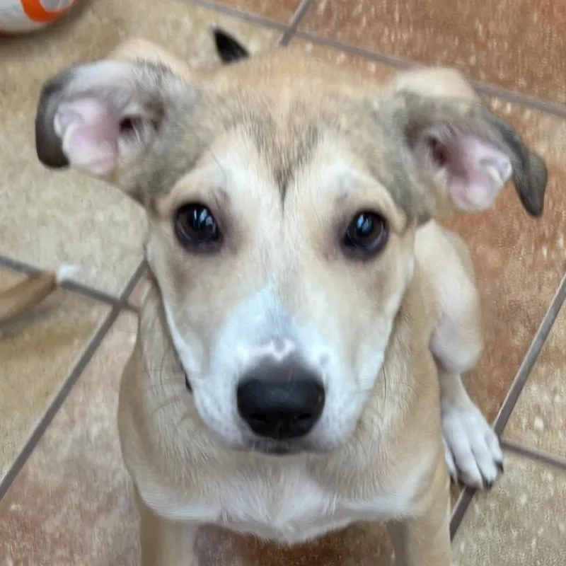 Gracie thumbnail 2