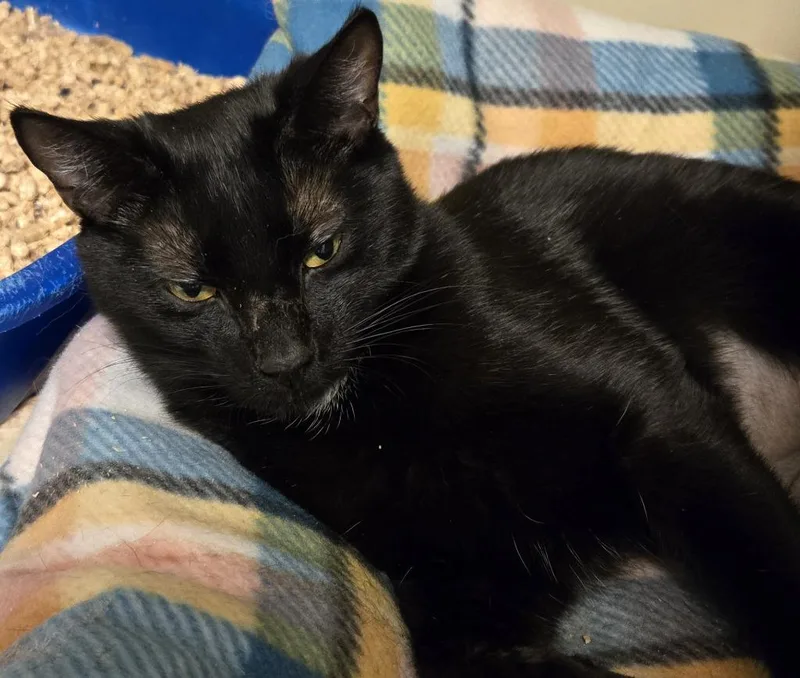 A young medium-sized female Domestic Short Hair cat named Sally for adoption in Windsor, CT