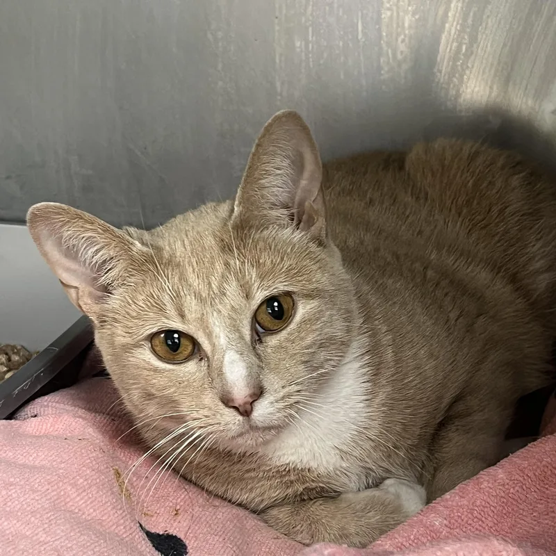 An adult medium-sized female Buff / Tan / Fawn Domestic Short Hair cat named Sharon for adoption in Mendham, NJ