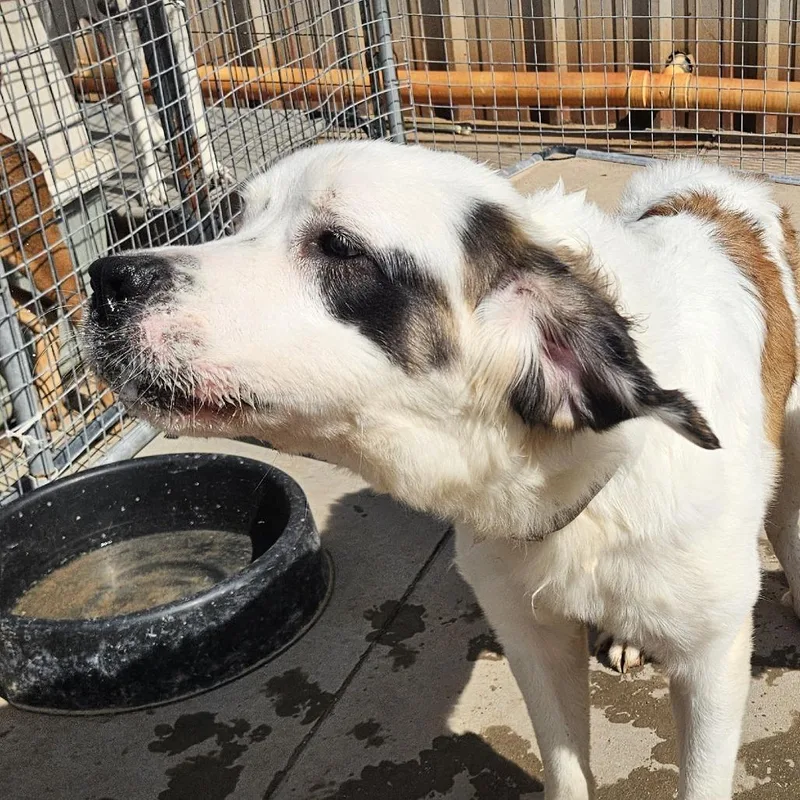 A young small-sized female White / Cream Saint Bernard dog named Mabel for adoption in Odessa, TX