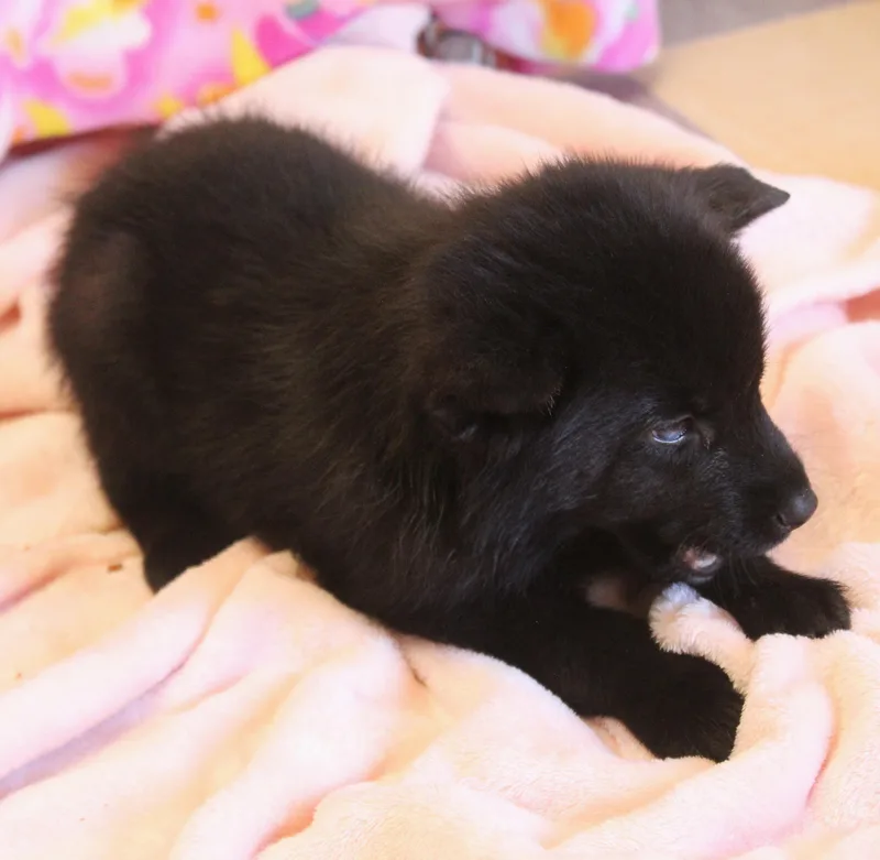 A baby medium-sized male German Shepherd Dog dog named Almond for adoption in Yucca Valley, CA