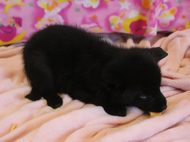 Almond thumbnail 3