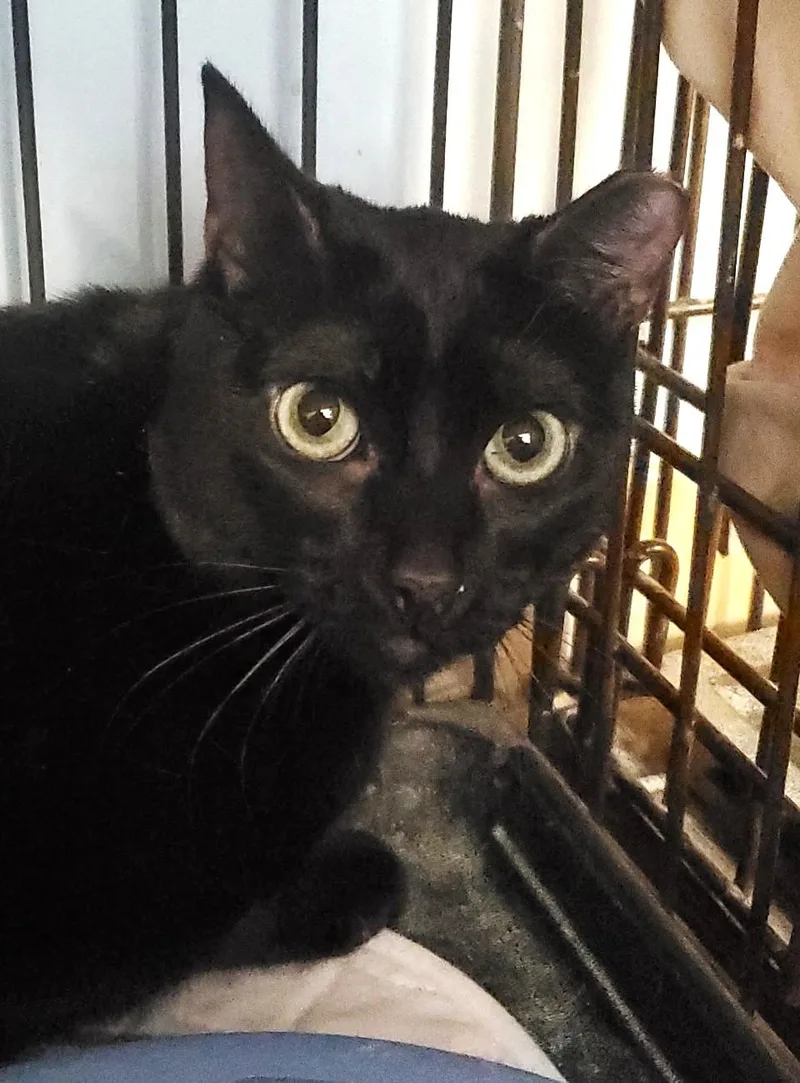 An adult medium-sized female Black Domestic Short Hair cat named Dahlia for adoption in Spokane Valley, WA