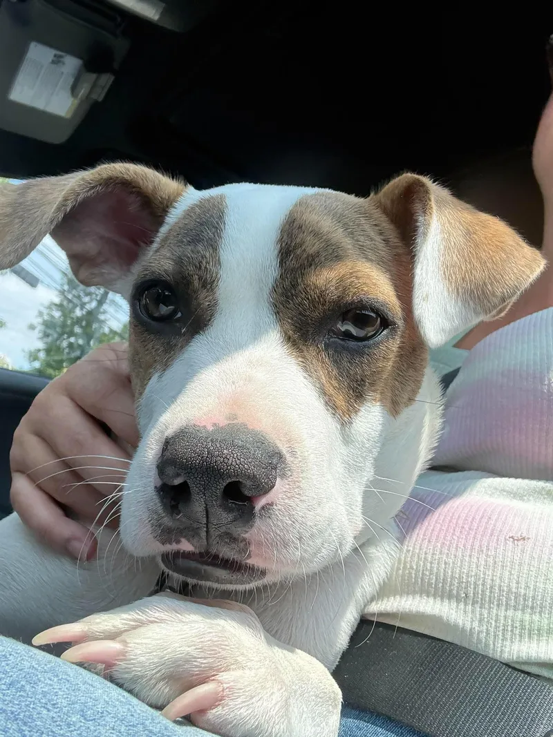 A baby medium-sized female Boxer dog named Eli for adoption in Holbrook, NY