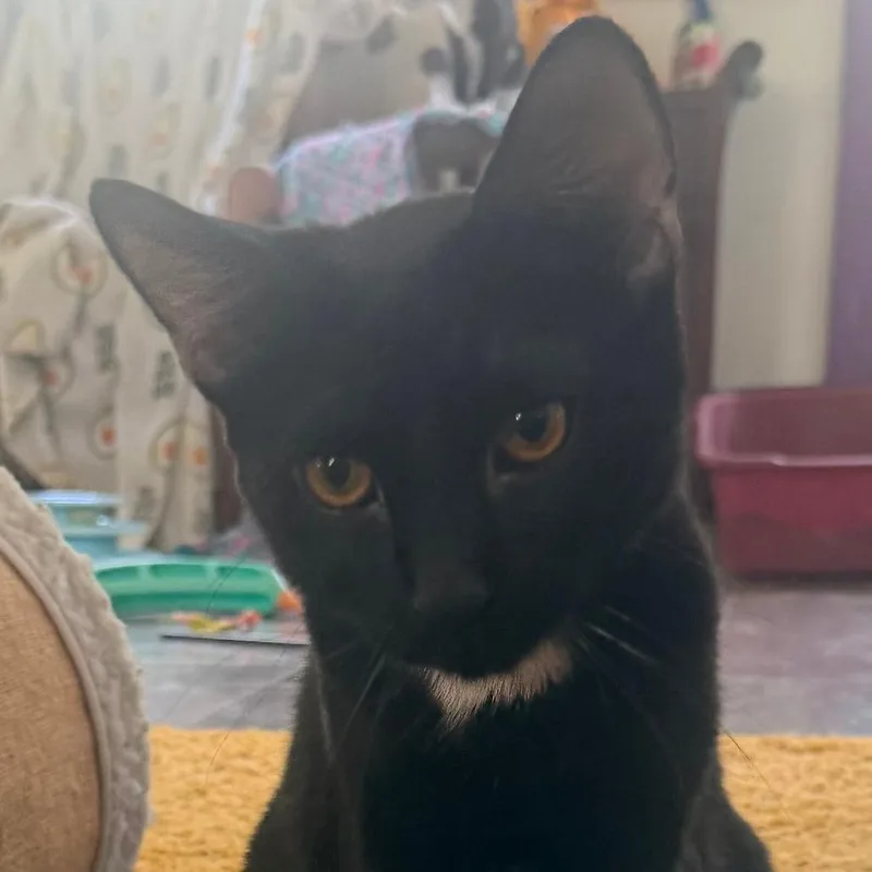 A young small-sized male Black Domestic Short Hair cat named Waylon for adoption in Pittsburgh, PA