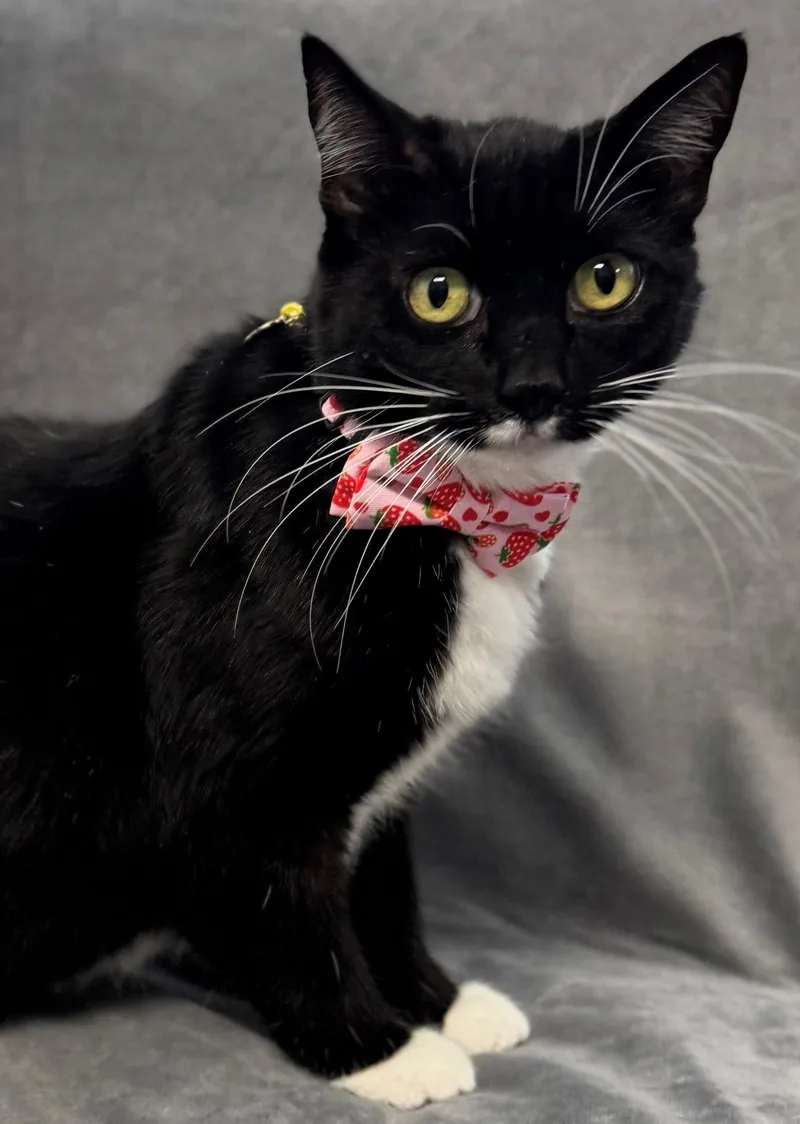 An adult medium-sized female Tuxedo cat named Misty for adoption in Palo Alto, CA