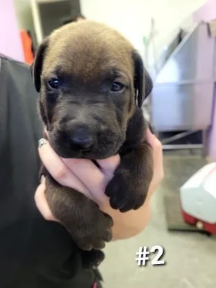 An adult small-sized male Labrador Retriever dog named Rooster for adoption in Spruce Pine, NC