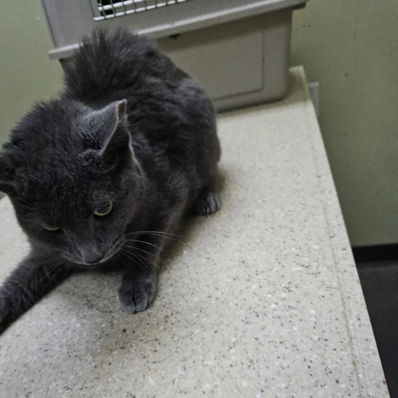 An adult small-sized female Gray / Blue / Silver Russian Blue cat named Luna for adoption in Ringtown, PA