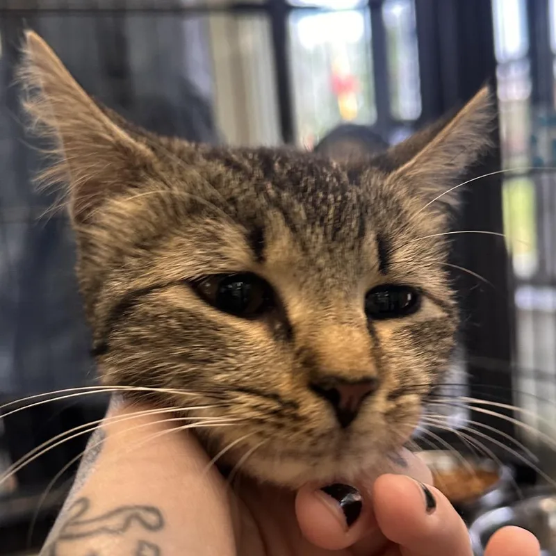 A young medium-sized female Brown / Chocolate Domestic Short Hair cat named Apple Crisp for adoption in Rocky Mount, VA