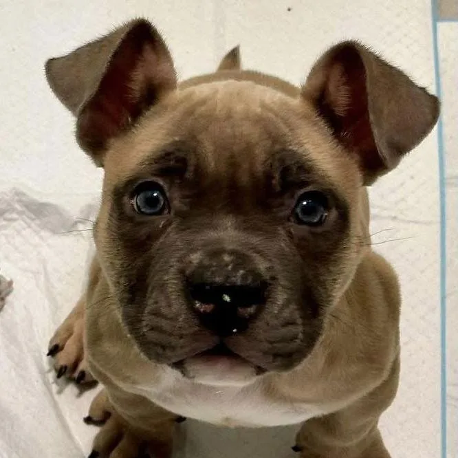 A young medium-sized male Mixed Breed dog named Pugsley for adoption in Berlin, NJ