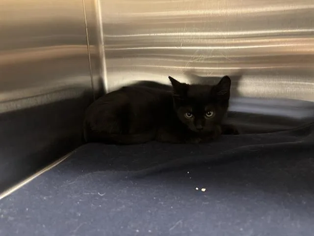A baby small-sized male Domestic Short Hair cat named Binky for adoption in Tustin, CA